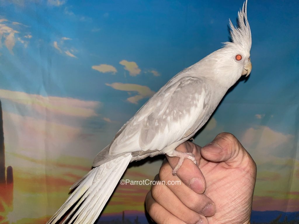 Recessive Silver Cockatiel 