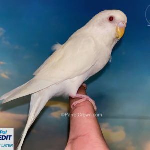 Albino Parakeet for sale (Budgerigar)
