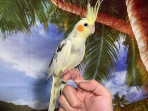 ParrotCrown.com Pied Cockatiel for sale (Description Image 1)