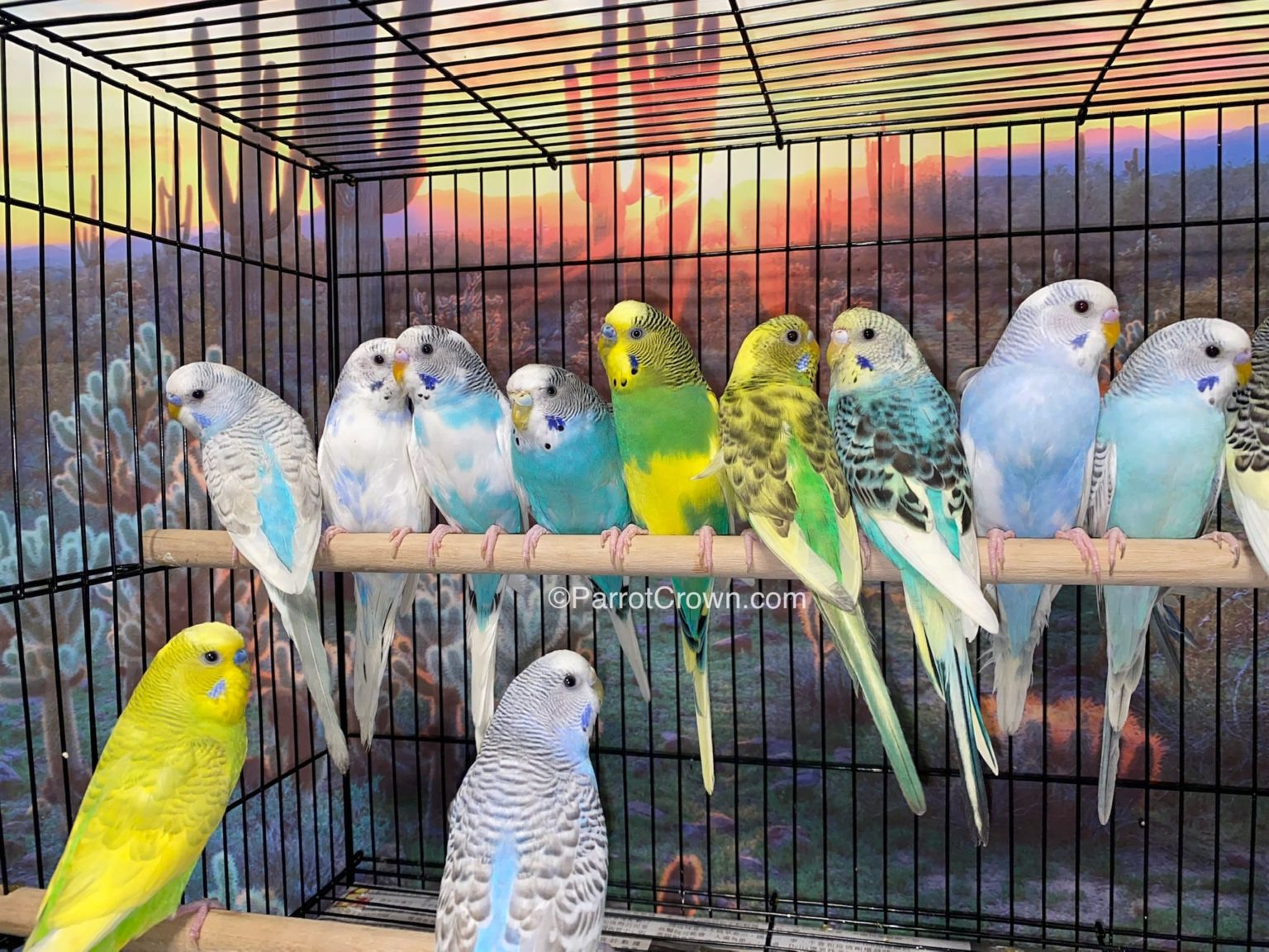 Fancy & Dilute Parakeets for sale (Budgerigar)