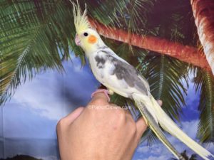 ParrotCrown.com Pied Cockatiel for sale (Description Image 2)