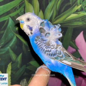 Japanese Parakeet / Violet Hagoromo Parakeet for sale (Budgerigar)