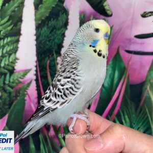 Yellow Grey English Budgies for sale (Budgerigar)