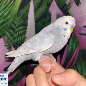 Grey Texas Clear Body English Budgies for sale (Budgerigar)
