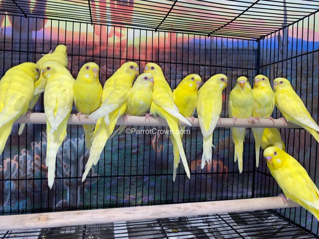 Lutino Parakeets For Sale Budgerigar 6277