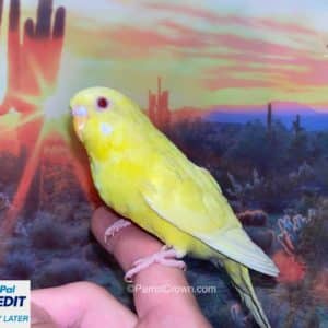 Lutino Parakeet for sale (Budgerigar)