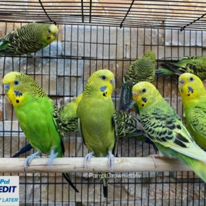 Green Parakeets for sale (Budgerigar)