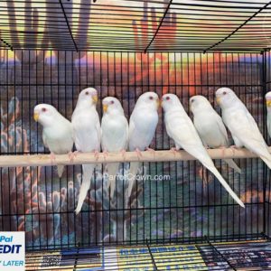 Albino Parakeets for sale (Budgerigar)