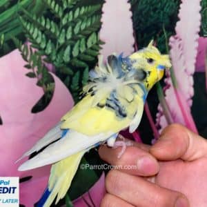 Japanese Parakeet / Pied Yellow & Violet Hagoromo Parakeet for sale (Budgerigar)