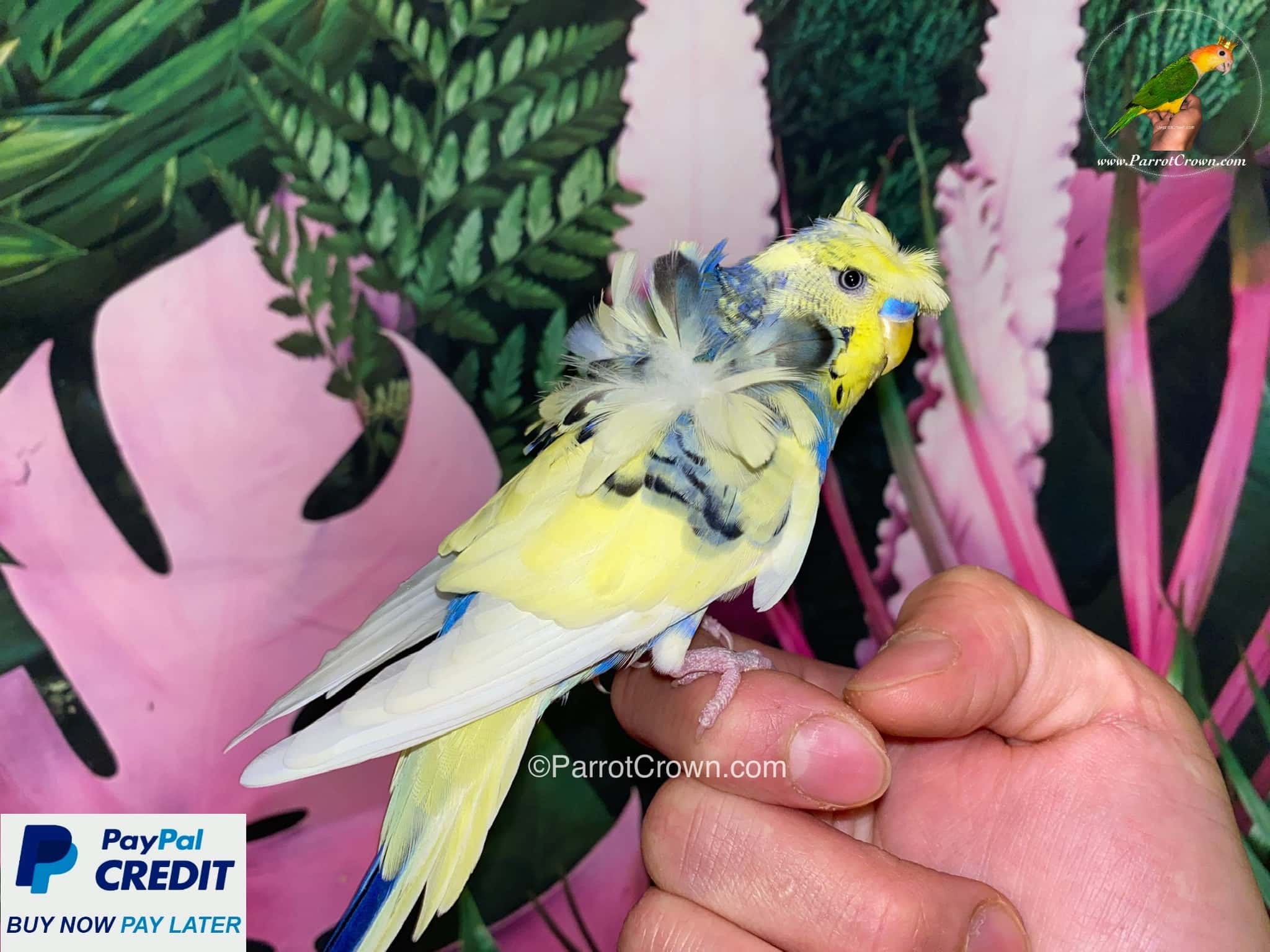 Violet budgie 2024 for sale