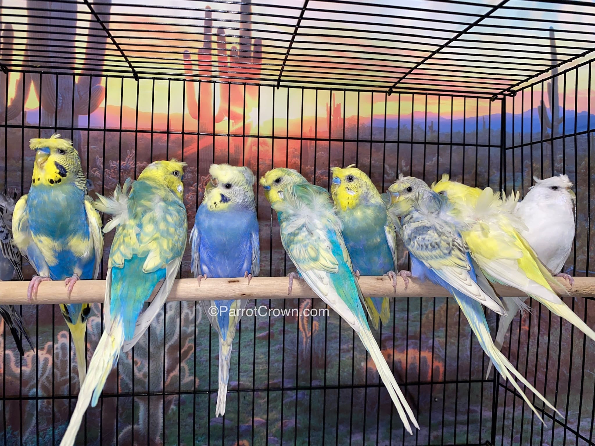 Hagoromo fashion parakeet