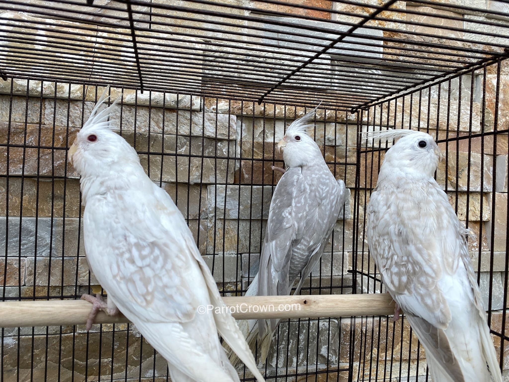 Pearly Pied Recessive Silver Cockatiel 