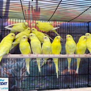 Lutino Parakeets for sale (Budgerigar)