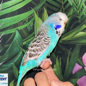 Blue English Budgies for sale (Budgerigar)