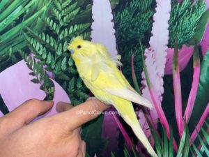 ParrotCrown.com Lutino Yellow Hagoromo Parakeet for sale (Description Image 2)