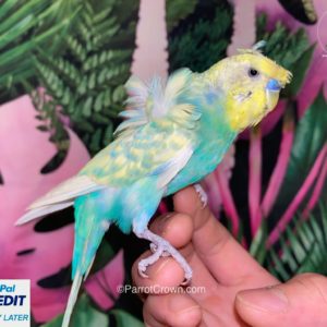 Japanese Parakeet / Rainbow Hagoromo Parakeet for sale (Budgerigar)
