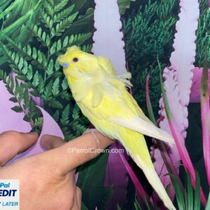 Japanese Parakeet / Lutino Yellow Hagoromo Parakeet for sale (Budgerigar)