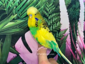 ParrotCrown.com Yellow Green Pied English Budgies for sale (Description Image 2)