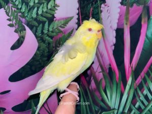 ParrotCrown.com Lutino Yellow Hagoromo Parakeet for sale (Description Image 1)