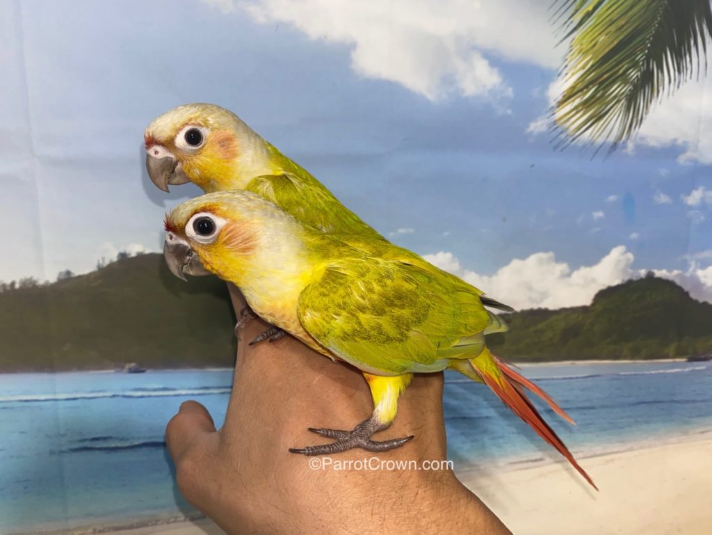 Dilute Green Cheek Conures for sale - ParrotCrown.com