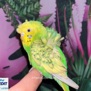 Japanese Parakeet / Green Hagoromo Parakeet for sale (Budgerigar)