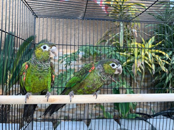 ParrotCrown.com 