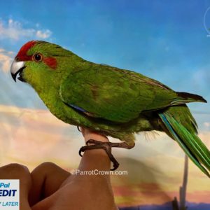 ParrotCrown.com 