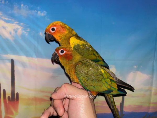 ParrotCrown.com 