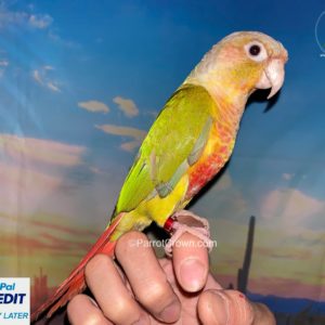 High Red Pineapple Conures for sale, image text 1.