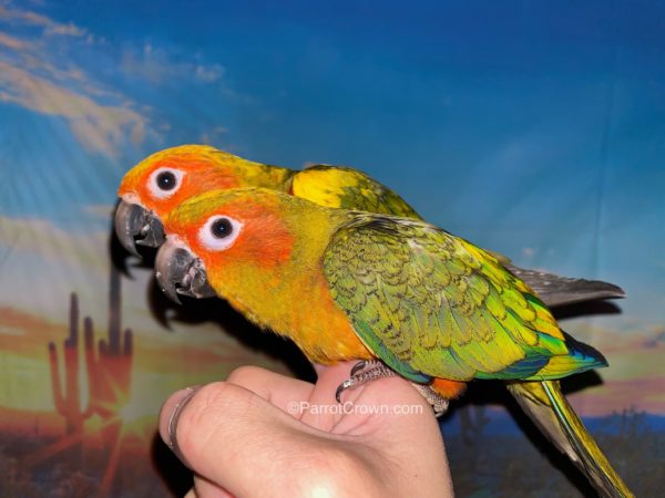 ParrotCrown.com 