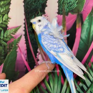 Japanese Parakeet / Spangle Violet Hagoromo Parakeet for sale (Budgerigar)