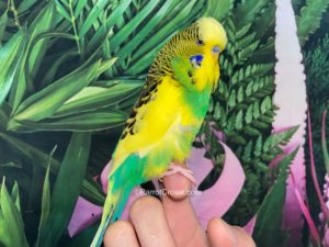 ParrotCrown.com Yellow Green Pied English Budgies for sale (Description Image 1)