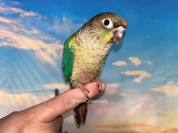 Yellow Sided Turquoise Green Cheek Conure for sale - ParrotCrown.com