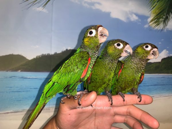 ParrotCrown.com 