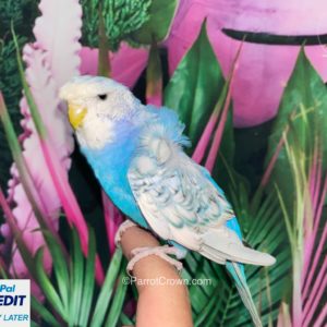 Japanese Parakeet / Blue Hagoromo Parakeet for sale (Budgerigar)