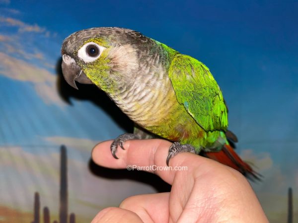 ParrotCrown.com 