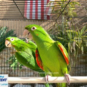 White Eyed Conure