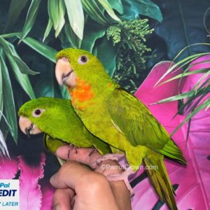 Red Throated Conure