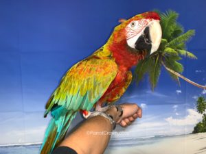 ParrotCrown.com Verde Macaw Bird for sale ( Parrot ) Image 1