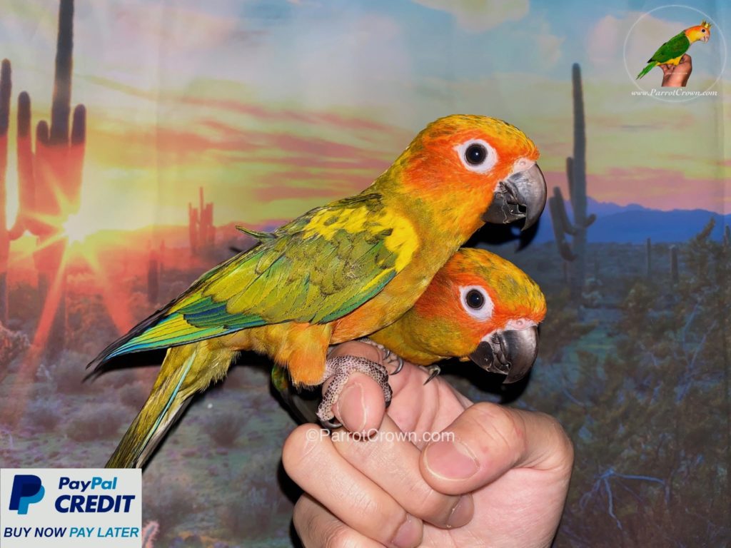 Sun Conures for sale