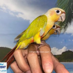 ParrotCrown.com 