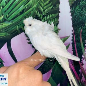 Japanese Parakeet / Albino White Hagoromo Parakeet for sale (Budgerigar)