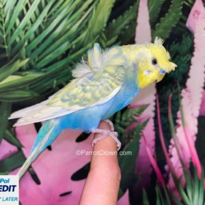 Japanese Parakeet / Rainbow Blue Hagoromo Parakeet for sale (Budgerigar)