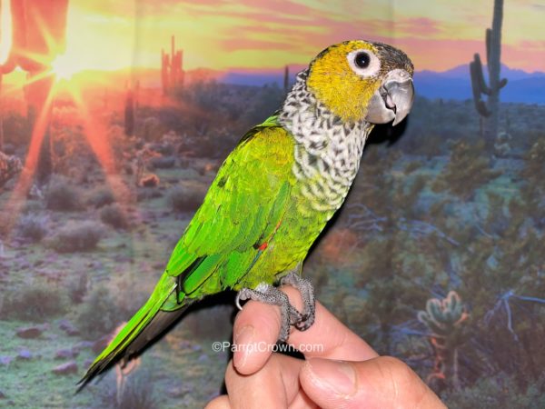 ParrotCrown.com 