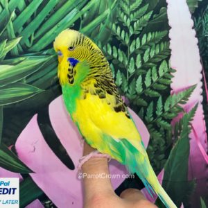 Yellow Green Pied English Budgies for sale (Budgerigar)