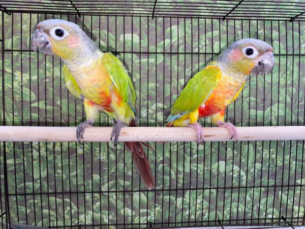 Dilute Green Cheek Conures for sale - ParrotCrown.com