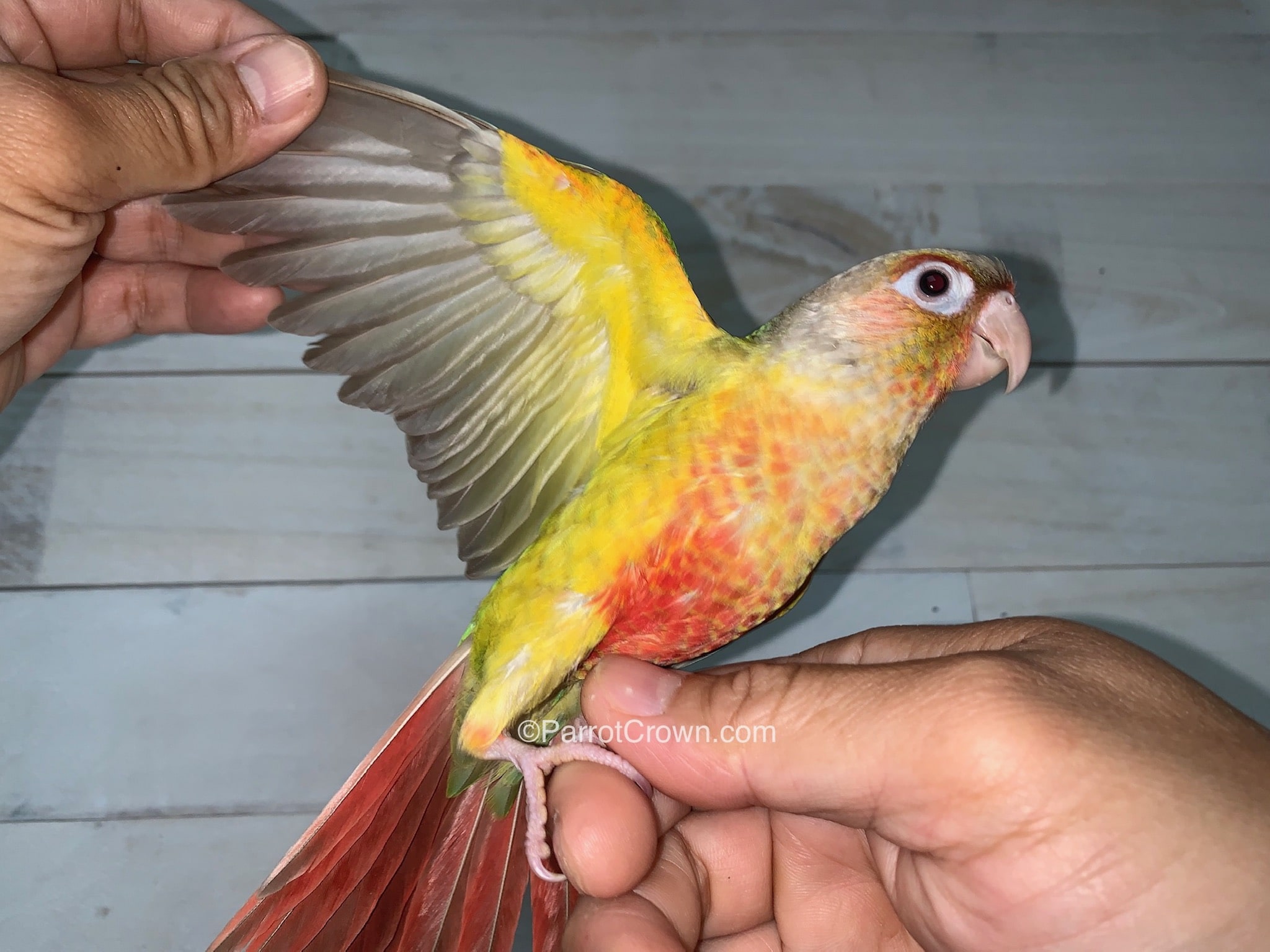 High Red Pineapple Conure for sale