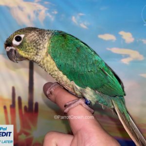 Turquoise Green Cheek Conure for sale