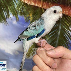 Opaline Blue Red Rumped Parakeet for sale (Parrot)