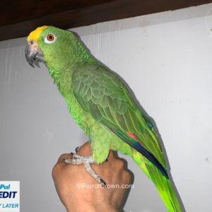 Yellow Crowned Amazon Parrot